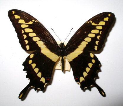 Papilio thoas brasiliensis