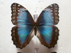 Morpho helenor carillensis