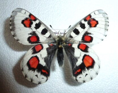 Parnassius nomion koiwayae