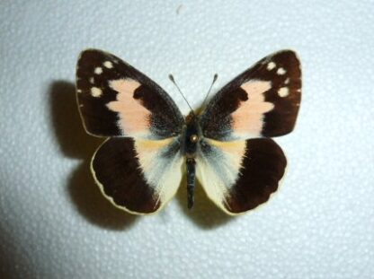 Colotis phisadia