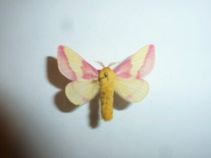 Anisota rubicunda