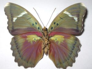 Euphaedra xypete