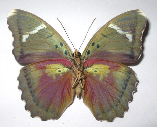 Euphaedra xypete