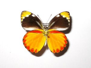 Cepora laeta
