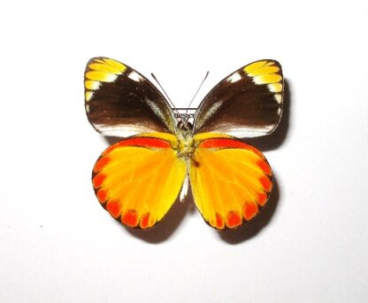 Cepora laeta