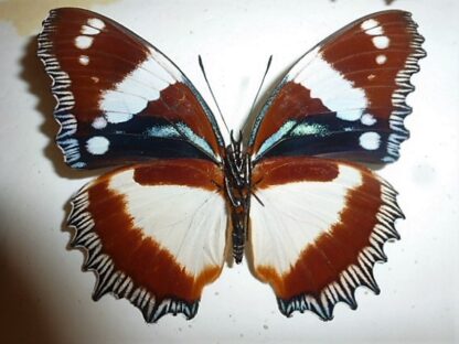 Hypolymnas dexithea