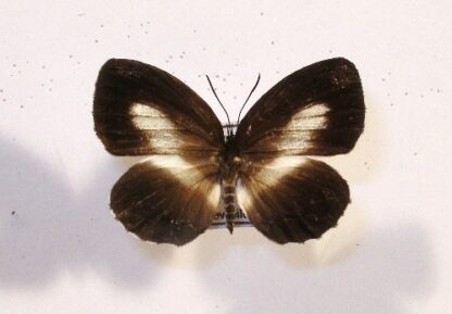 Lycaenidae sp.1