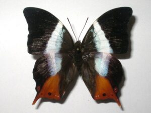 Palla violinitens