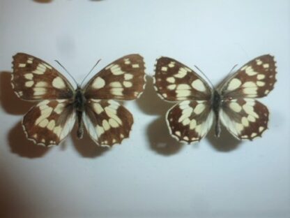 Melanagia galanthea