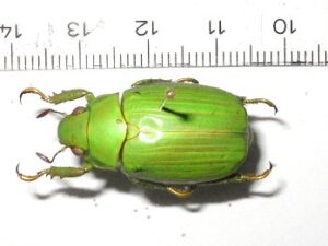 Plusiotis rodriguerzi