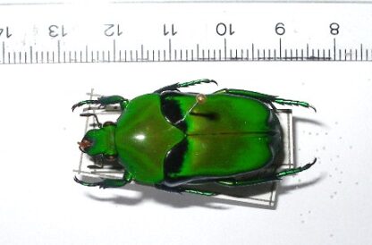 Ischiopsopho hylar