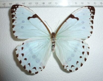 Morpho catenarius