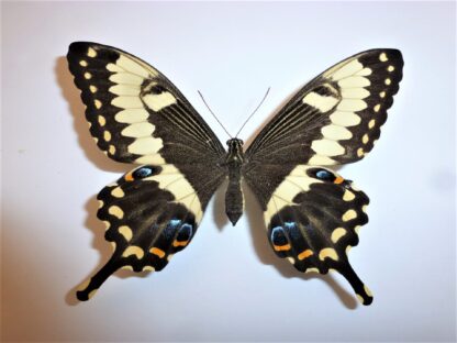 Papilio ophidicephalus