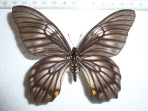 Graphium veiovis
