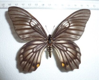 Graphium veiovis