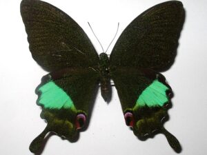Achillides karna