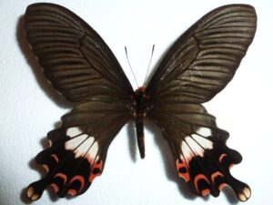 Papilio bootes