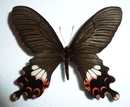 Papilio bootes