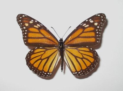 Danaus plexippus
