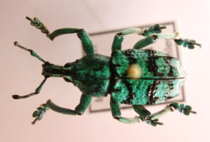 Eupholus sp.5