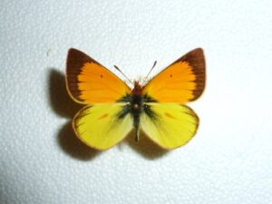 Colias dimera