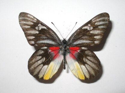Delias henningia