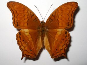 Vindula dejone