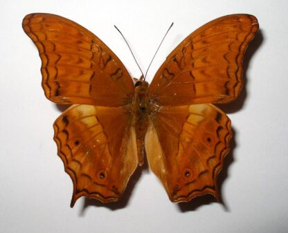 Vindula dejone
