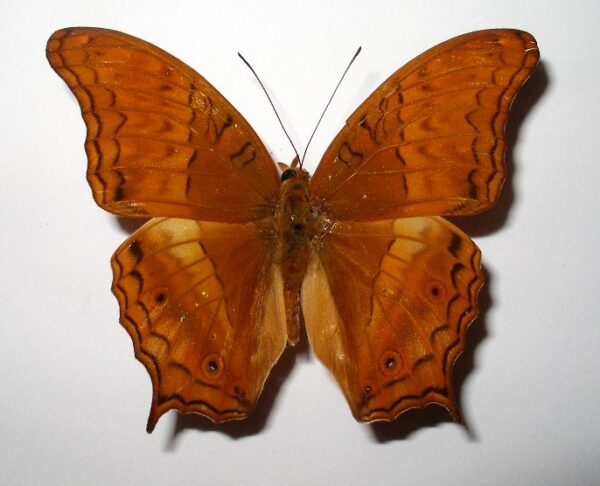 Vindula dejone
