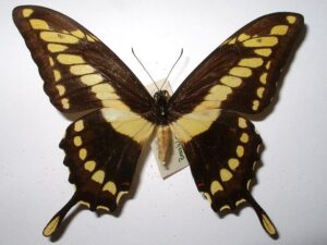 Papilio thoas brasiliensis