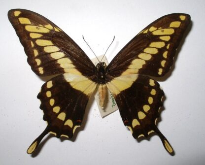 Papilio thoas brasiliensis