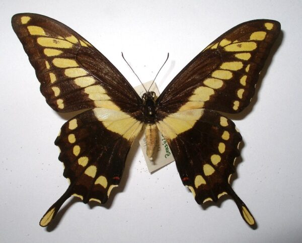 Papilio thoas brasiliensis