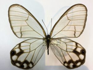 Cithaerias  hypaesia