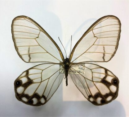 Cithaerias  hypaesia