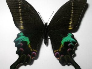 Achillides krishna charlesi