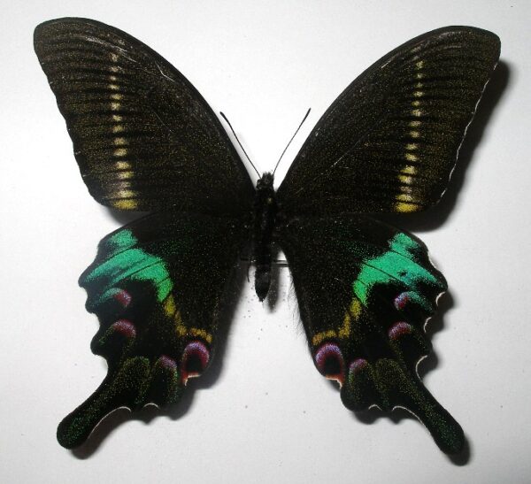 Achillides krishna charlesi