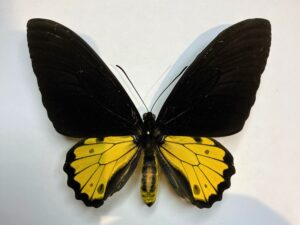 Troides helena