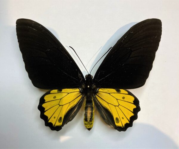 Troides helena