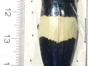 Buprestidae sp.