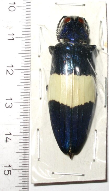 Buprestidae sp.