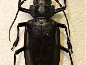 Titanus giganteus