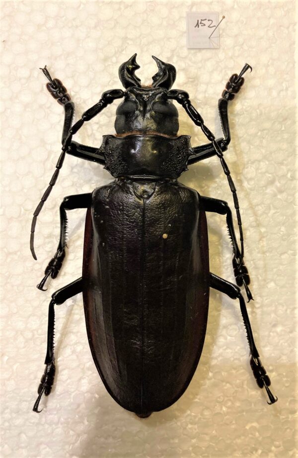 Titanus giganteus