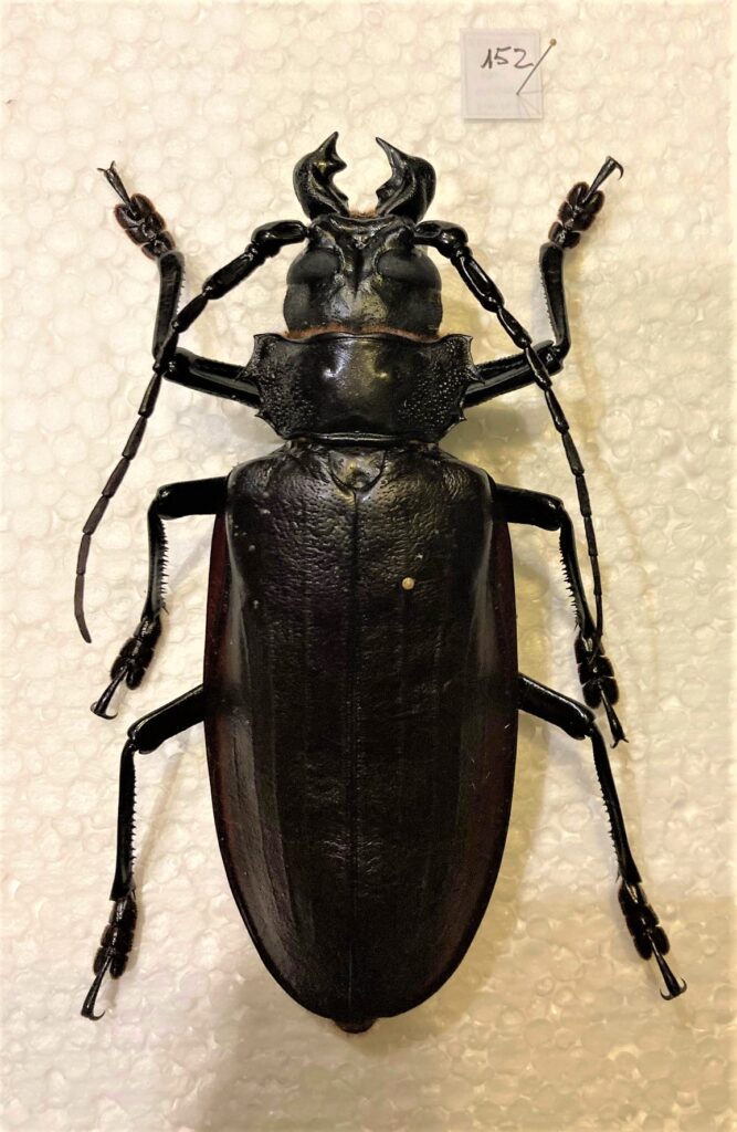 Titanus giganteus