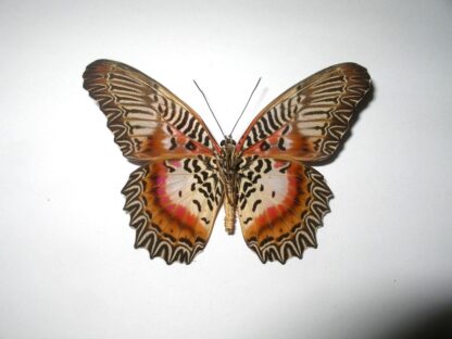 Cethosia myrina