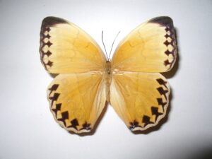Stichophthalma howqua