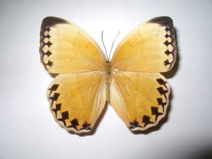 Stichophthalma howqua