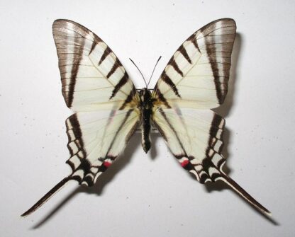 Eurytides agesilaus