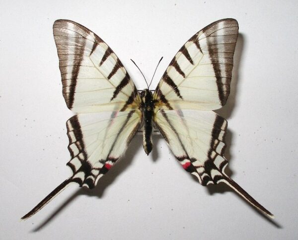 Eurytides agesilaus