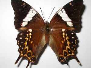 Charaxes orilus