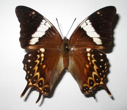 Charaxes orilus